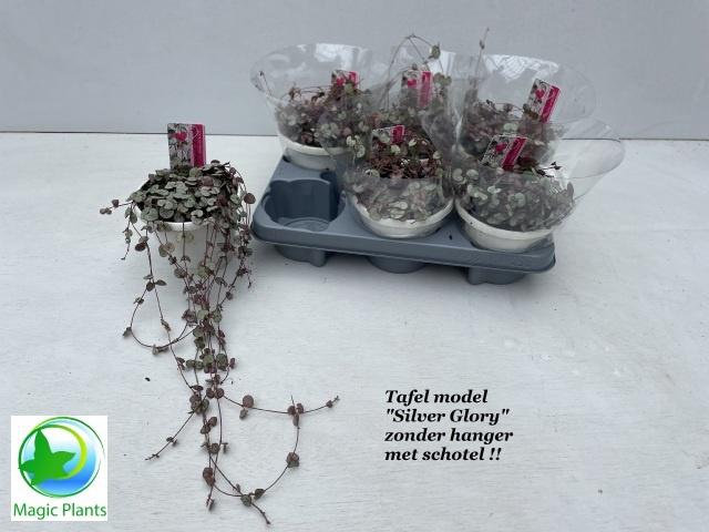 <h4>CEROP WO SILVE GLORY</h4>