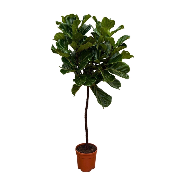 <h4>Ficus lyrata</h4>