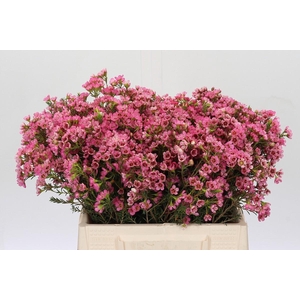 Chamelaucium Sarah's Delight