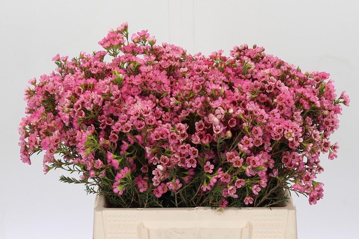 <h4>Chamelaucium Sarah's Delight</h4>