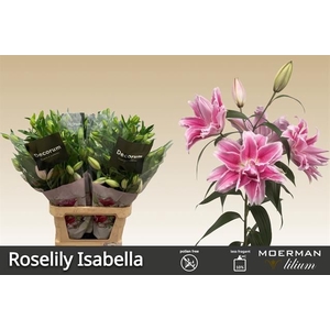 Li Or du Roselily Isabella