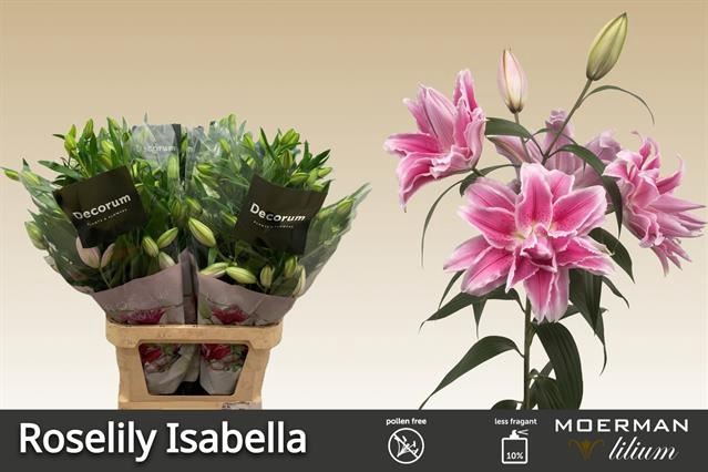 <h4>Li Or du Roselily Isabella</h4>