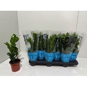 ZAMIO ZAMIIFOLIA
