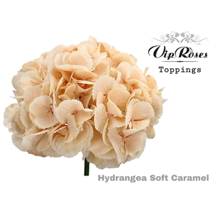 HYDR M SOFT CARAMEL XXL 70 cm