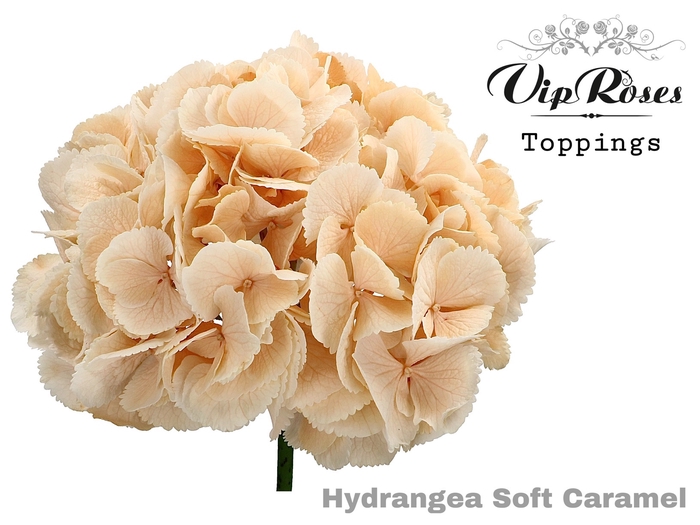 HYDR M SOFT CARAMEL 70 CM