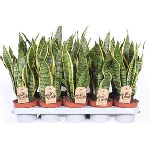 Sansevieria Laurentii
