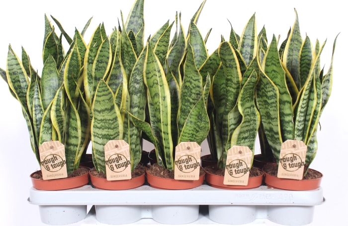 <h4>Sansevieria Laurentii</h4>