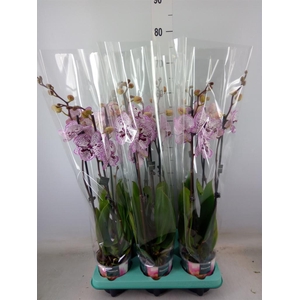 Phalaenopsis multi.   ...