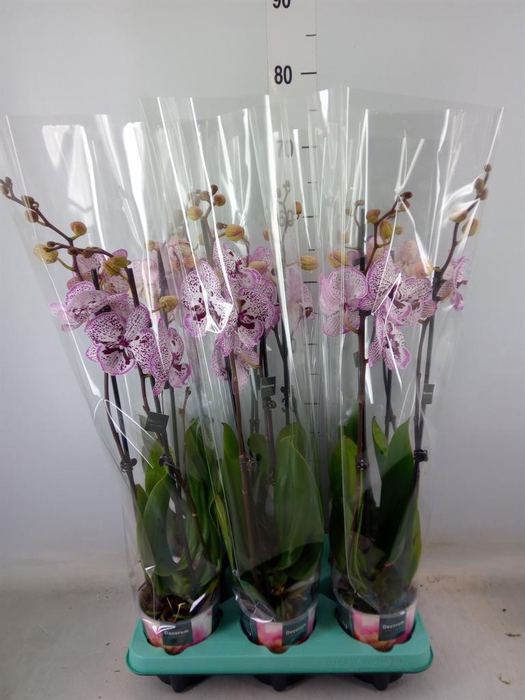 <h4>Phalaenopsis multi. ...</h4>