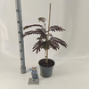 Albizia julibrissin