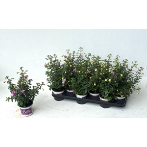 FUCHSIA B F BIANCA