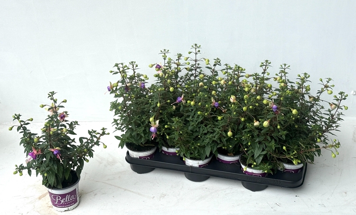 <h4>FUCHSIA B F BIANCA</h4>