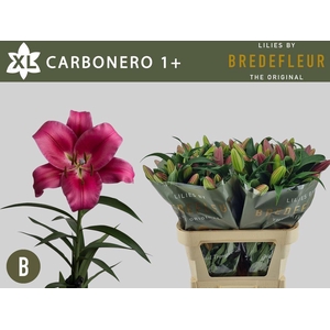 LI OT CARBONERO 1+