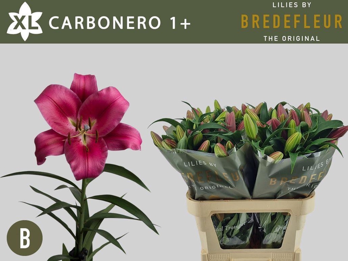 <h4>LI  OT CARBONERO</h4>