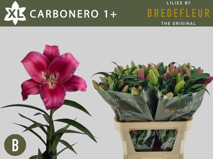 <h4>LI OT CARBONERO 1+</h4>