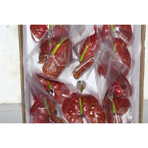 ANTHURIUM CHOCO 9/11 035 CM DIAM MIN 9 CM CHOCOLATE