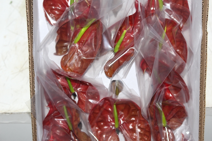 <h4>ANTHURIUM CHOCO 9/11 035 CM DIAM MIN 9 CM CHOCOLATE</h4>