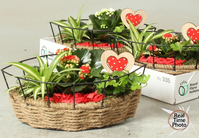 <h4>ARR KAMERPL</h4>