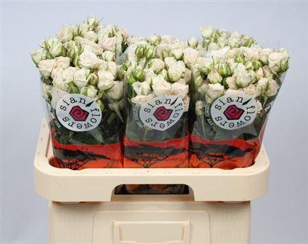 <h4>R Tr Creme Beauty</h4>