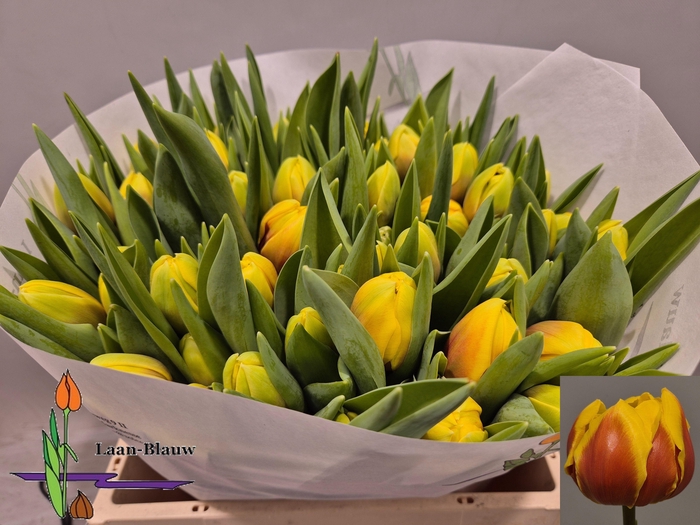 <h4>TU DU VUELTA</h4>