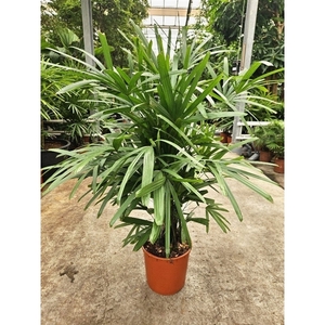 Rhapis excelsa