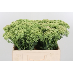 Sedum Spectabile
