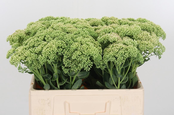 <h4>Sedum Spectabile</h4>