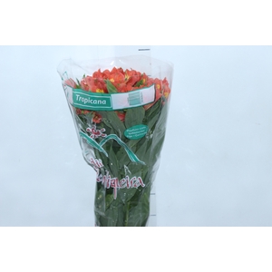 ALSTROEMERIA TROPICANA 080 CM