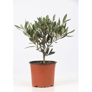 Olea Europaea P&PURE Collection