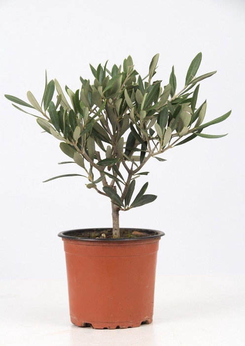 <h4>Olea Europaea P&PURE Collection</h4>
