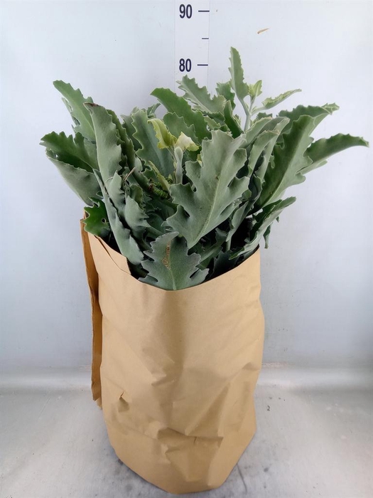 <h4>Kalanchoe NF   ...</h4>