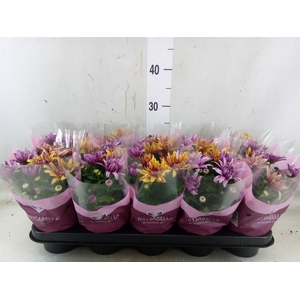 Chrysanthemum  'Artistic Jeff' .mix
