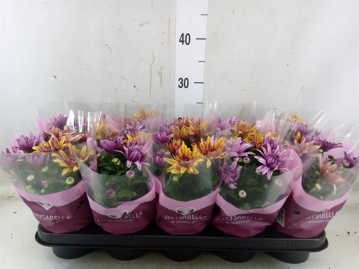 <h4>Chrysanthemum  'Artistic Jeff' .mix</h4>
