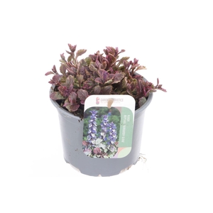 Ajuga reptans Burgundy Glow