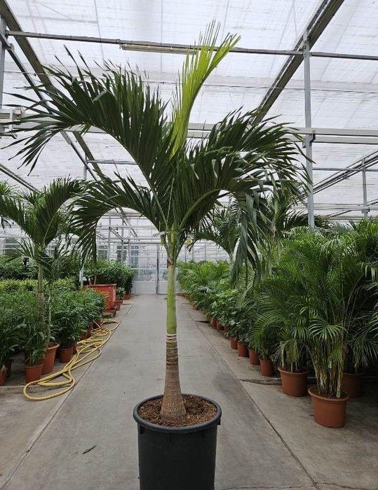 <h4>Veitchia merrillii</h4>