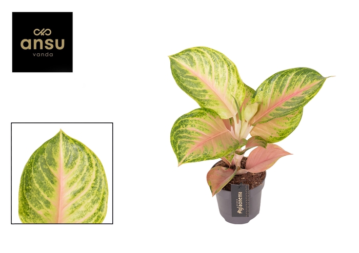 <h4>Aglaonema Sakura Mochi</h4>