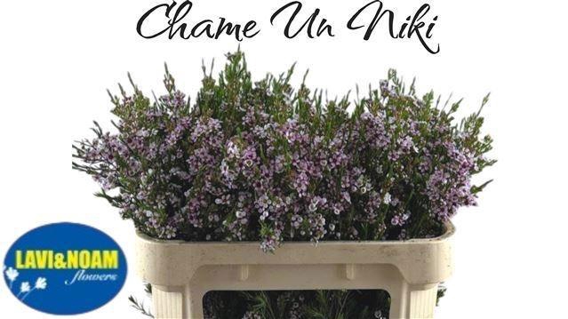 <h4>CHAME UN NIKI</h4>