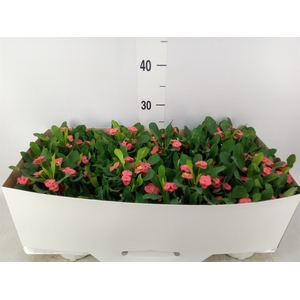 Euphorbia milii 'Vulcanus'