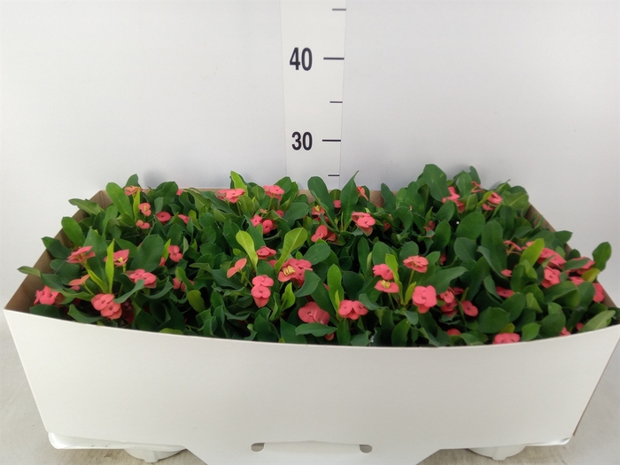 <h4>Euphorbia milii 'Vulcanus'</h4>