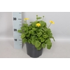 vaste planten 19 cm  Doronicum orientale