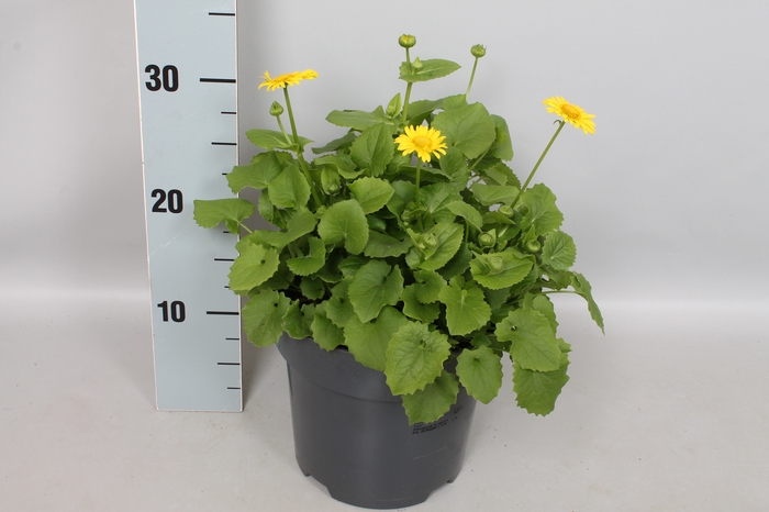 vaste planten 19 cm  Doronicum orientale