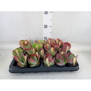 Kalanchoe NF thyrsiflora