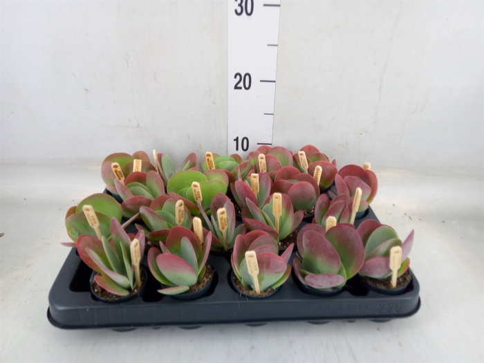<h4>Kalanchoe NF thyrsiflora</h4>