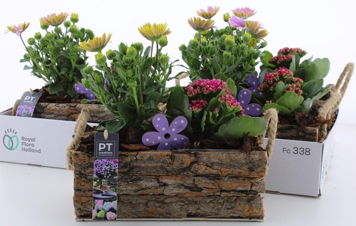 <h4>Arr Tuinplanten</h4>