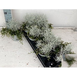 LEUCOPH BROWNII