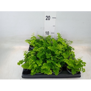 Adiantum raddi. 'Fritz-Luthi'