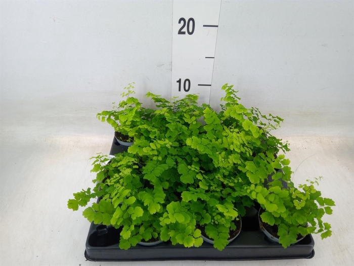 <h4>Adiantum raddi. 'Fritz-Luthi'</h4>