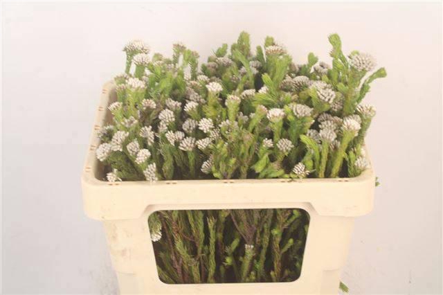 <h4>METALASIA MURICATA</h4>