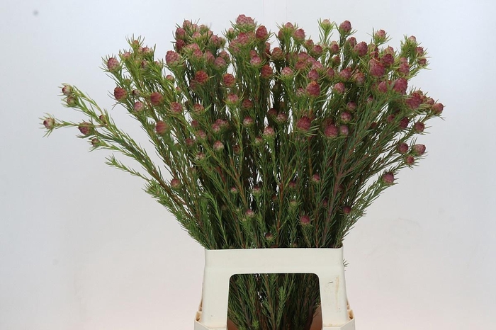 <h4>LEUCAD JUBILEE CROWN</h4>