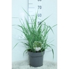 Panicum Virgatum Totem Pole Prairie Sky